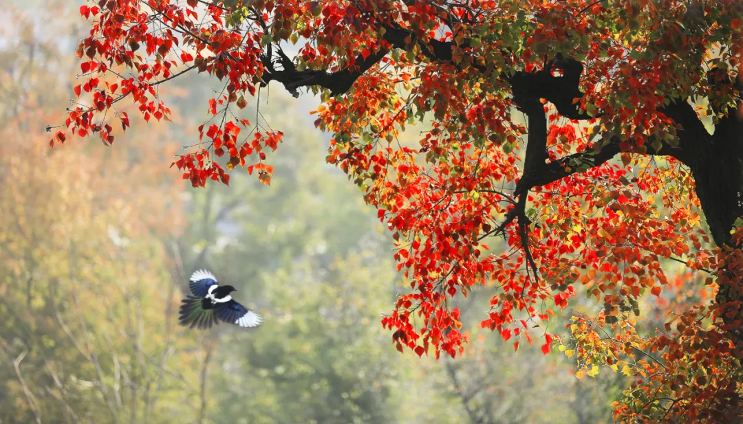 大别山（大悟）红叶景区